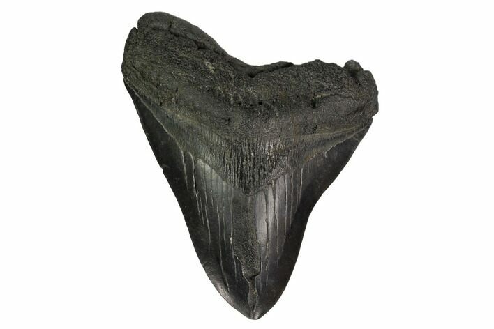 Fossil Megalodon Tooth - South Carolina #171119